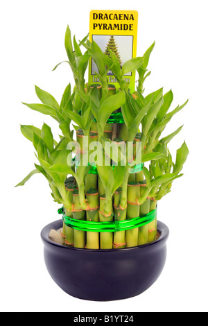 Le Dracaena Dracaena sanderiana Lucky Lucky bambou Dracaena pyramid Banque D'Images