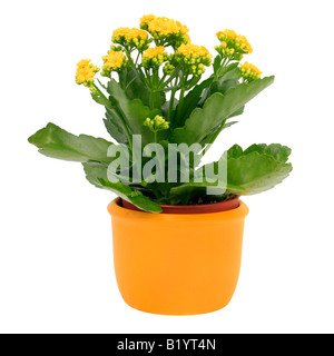 Flaming star brillant katy Madagascar veuve s thrill Kalanchoe blossfeldiana avec fleurs jaunes en pot jaune Banque D'Images