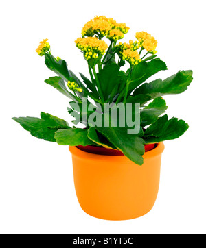 Flaming star brillant katy Madagascar veuve s thrill Kalanchoe blossfeldiana avec fleurs jaunes en pot jaune Banque D'Images