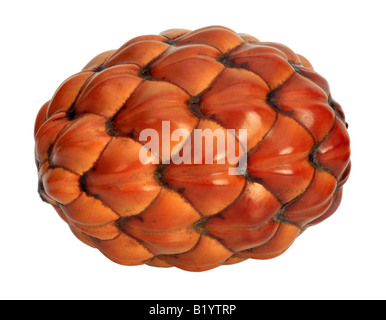 Raphia Raphia farinifera drupe fruit Banque D'Images