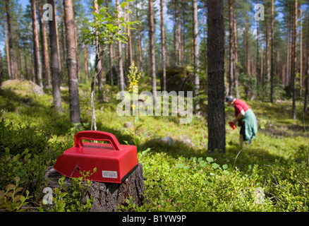 Une vieille femme finlandaise bleuets cueillette ( Vaccinium myrtillus ) dans la forêt , Finlande Banque D'Images