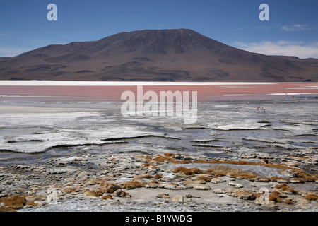 Les flamands des Andes se nourrissent dans l'eau de la Laguna Colorada, sud-ouest de la bolivie Banque D'Images