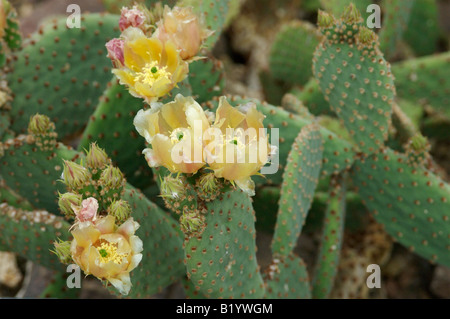Un Opuntia Rufida cactus et fleurs Banque D'Images