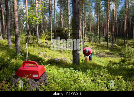 Une vieille femme finlandaise bleuets cueillette ( Vaccinium myrtillus ) dans la forêt , Finlande Banque D'Images