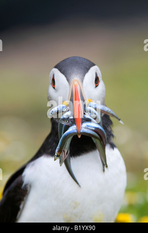 Fratercula arctica. Macareux moine avec des lançons sur le haut d'une falaise sur l'île de Skomer, au Pays de Galles Banque D'Images