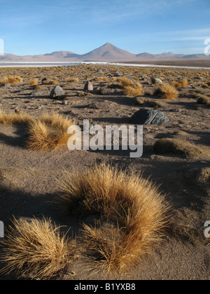 Ichu grass dans le désert du sud-ouest de la bolivie Banque D'Images