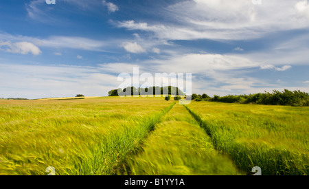 De plus en plus de champ de cultures d'été dans la campagne du Dorset en Angleterre Banque D'Images