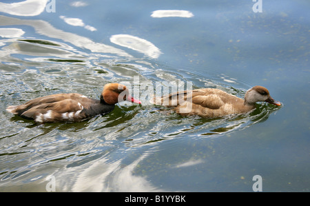 Hommes et femmes amoureuses Crested Pochard Netta rufina rouge Banque D'Images