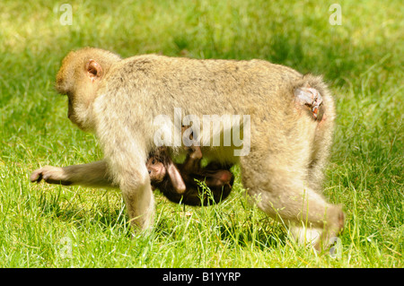 Trentham Monkey Forest Banque D'Images