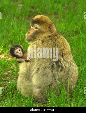 Trenham Monkey Forest Banque D'Images