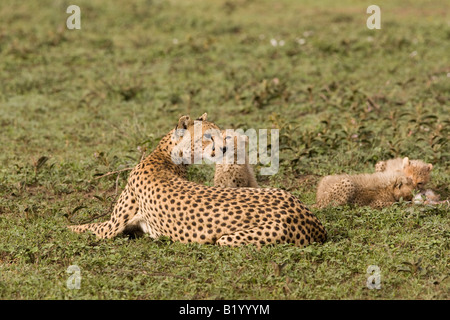 Cheetah cubs à Ndutu, dans la zone de conservation de Ngorongoro de Tanzanie, Afrique de l'Est Banque D'Images