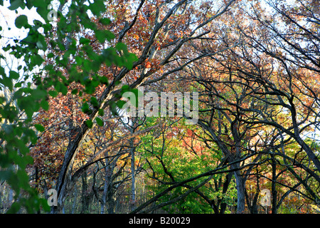 AUTUMN WOODS ENTRE VENTS ROAD ET ÉLECTRIQUE D'ENTRAÎNEMENT DE MORAINE DANS LA FORÊT D'ÉTAT KETTLE MORAINE UNITÉ SUD WALWORTH COMTÉ WISCONS Banque D'Images