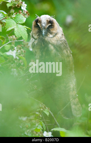 Jeune hibou moyen-duc Asio otus Banque D'Images