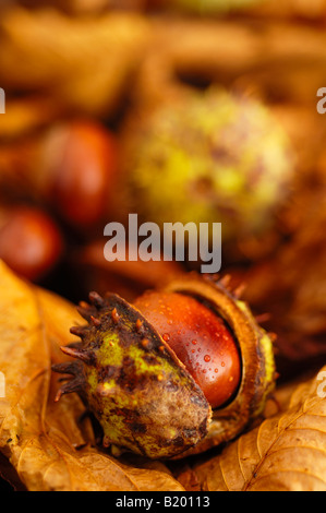 Conkers (cheval châtaignes) dans leurs cosses sur les feuilles avec un point sur le premier plan conker. Banque D'Images