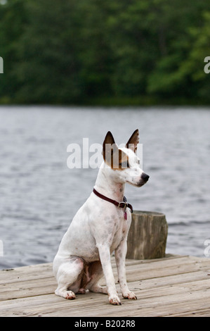 Alert Parson Jack Russell Terrier assis sur un quai au bord du Lac Banque D'Images