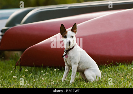 Alert Parson Jack Russell Terrier assis en face de canoës au bord du Lac Banque D'Images