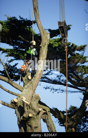 La chirurgie de l'arbre séquence de photos montrant 30 minutes de travail en Nouvelle-Zélande Banque D'Images