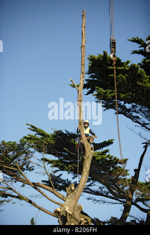 La chirurgie de l'arbre séquence de photos montrant 30 minutes de travail en Nouvelle-Zélande Banque D'Images