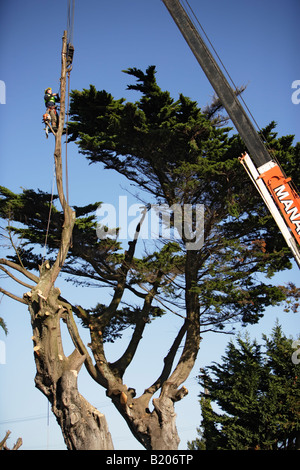 La chirurgie de l'arbre séquence de photos montrant 30 minutes de travail en Nouvelle-Zélande Banque D'Images