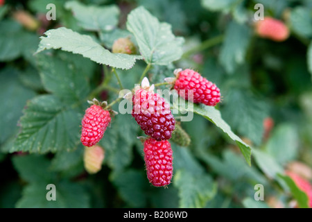 Tayberry Bush montrant les fruits en train de mûrir. Banque D'Images