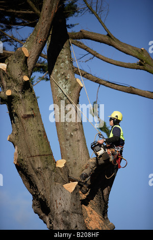 La chirurgie de l'arbre séquence de photos montrant 30 minutes de travail en Nouvelle-Zélande Banque D'Images