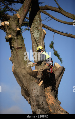 La chirurgie de l'arbre séquence de photos montrant 30 minutes de travail en Nouvelle-Zélande Banque D'Images