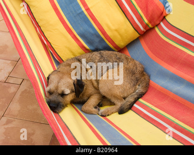 Border terrier de dormir dans un hamac Banque D'Images