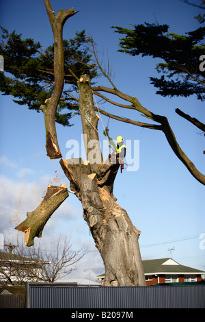 La chirurgie de l'arbre séquence de photos montrant 30 minutes de travail en Nouvelle-Zélande Banque D'Images