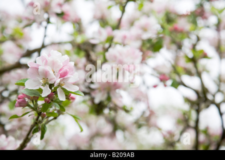 Apple Blossom (variété Coucher du Soleil) dans un verger, Surrey, Angleterre. Banque D'Images