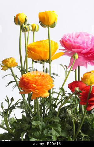 Ranunculus asiaticus, Perse renoncule, libre de pétales de rose, fleur double Banque D'Images