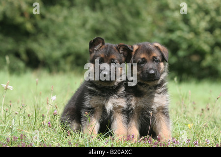Chien Berger Allemand / Deutscher Schäferhund / deux chiots assis dans un pré Banque D'Images