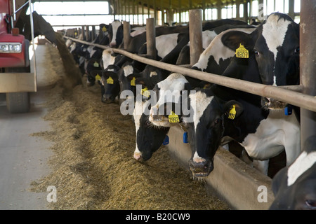 Les vaches sont nourris à une importante exploitation laitière Banque D'Images