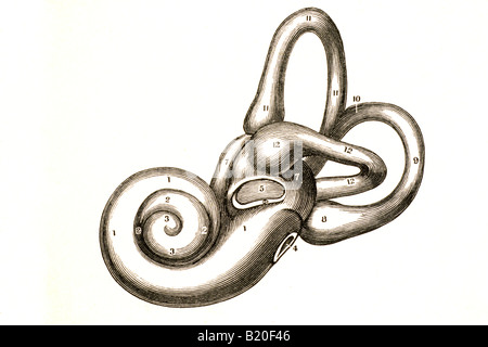 Les os de l'oreille de l'ILLUSTRATION DU LABYRINTHE FOETUS 8 MOIS Banque D'Images