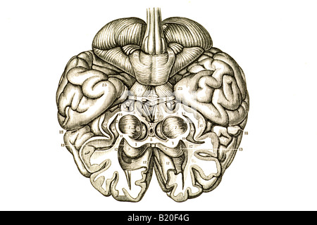 L'HÉMISPHÈRE DU CERVEAU CERVEAU ILLUSTRATION Banque D'Images