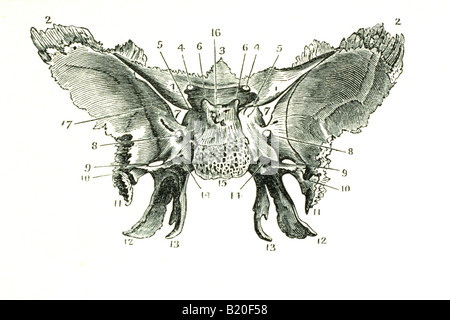 ILLUSTRATION DE L'OS SPHÉNOÏDAL SURFACE CÉRÉBRALE Banque D'Images