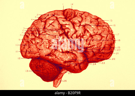 ILLUSTRATION DE L'HÉMISPHÈRE DROIT DU CERVEAU DE CIRCONVOLUTIONS Banque D'Images