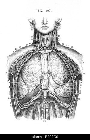 ILLUSTRATION des viscères thoraciques vue antérieure Banque D'Images