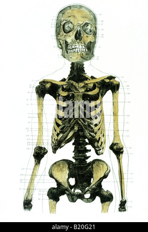 Squelette mâles adultes ILLUSTRATION VUE ANTÉRIEURE Banque D'Images