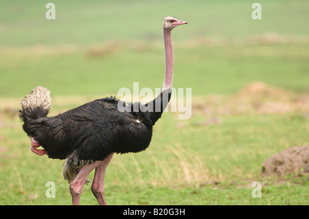 Masai Ostrich, Kenya, Afrique Banque D'Images