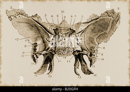 ILLUSTRATION DE L'OS SPHÉNOÏDAL SURFACE CÉRÉBRALE Banque D'Images