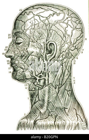 ILLUSTRATION Veines Artères SUPERFICIELLES DU COU TÊTE Banque D'Images