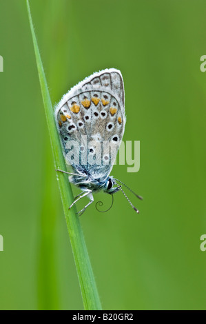 Papillon bleu commun (Polyommatus icarus) se percher sur la tige d'herbe Banque D'Images