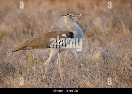 Kori Bustard, Kenya, Afrique Banque D'Images