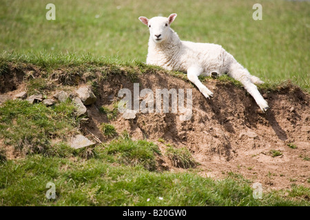 Moutons dans un pré de détente au Pays de Galles Banque D'Images