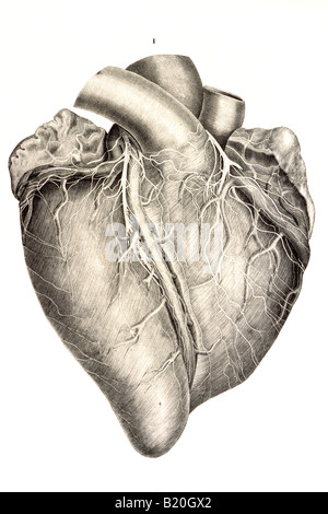 Coeur historique illustration montrant des artères coronaires Banque D'Images