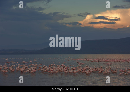 Grand et petit Flamingos, Kenya, Afrique Banque D'Images