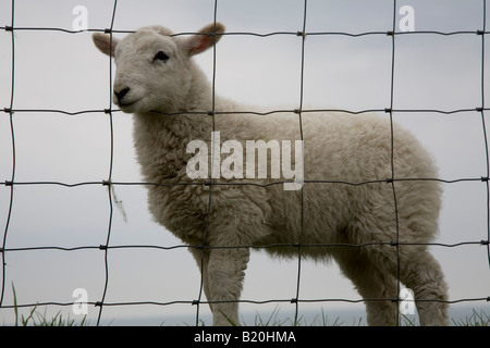 Derrière les moutons fence Banque D'Images