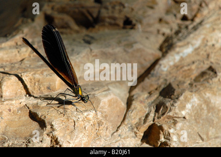 Belle demoiselle. Vu dans la vallée de l'imvrasos brook sur l'île de Samos, Grèce Banque D'Images