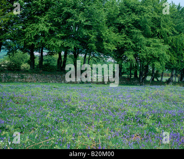 Hêtre et Bluebells à Lower Halstock dans le parc national de Dartmoor, Okehampton, Devon, Angleterre. Banque D'Images