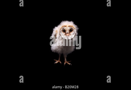 Baby Barn Owl sur fond noir Banque D'Images